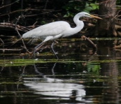 2016 06 11 WildLife MPLS 191